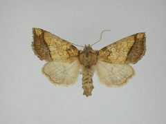 Papaipema rigida by J.Gill, Canadian National Collection of Insects, Arachnids and Nematodes. Used under a CC BY-SA 3.0 license.