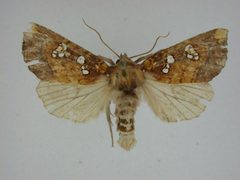 Papaipema rutila by J.Gill, Canadian National Collection of Insects, Arachnids and Nematodes. Used under a CC BY-SA 3.0 license.