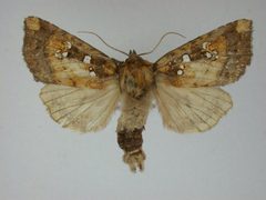 Papaipema rutila1 by J.Gill, Canadian National Collection of Insects, Arachnids and Nematodes. Used under a CC BY-SA 3.0 license.