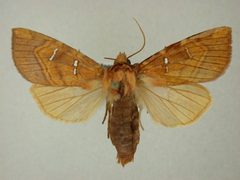 Papaipema speciosissima by James Sullivan, Research Collection of J. B. Sullivan. Used under a Copyrighted free use license.