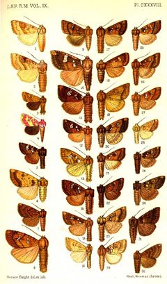CATALOGUE-BM-PLATE CXXXVIII by Sir GEORGE F. HAMPSON, Bart.. Used under a Public domain license.