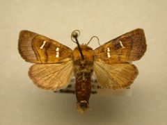 Papaipema stenocelis by JB Sullivan, Research Collection of J. B. Sullivan. Used under a Copyrighted free use license.