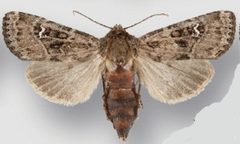 Resapamea diluvius female by Crabo LG, Davis M, Hammond P, Mustelin T, Shepard J. Used under a CC BY 3.0 license.