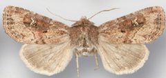 Resapamea diluvius female1 by Crabo LG, Davis M, Hammond P, Mustelin T, Shepard J. Used under a CC BY 3.0 license.