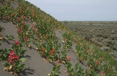Resapamea diluvius habitat by Crabo LG, Davis M, Hammond P, Mustelin T, Shepard J. Used under a CC BY 3.0 license.