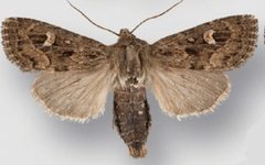 Resapamea diluvius male by Crabo LG, Davis M, Hammond P, Mustelin T, Shepard J. Used under a CC BY 3.0 license.