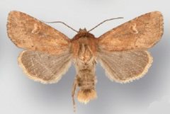 Resapamea innota male by Crabo LG, Davis M, Hammond P, Mustelin T, Shepard J. Used under a CC BY 3.0 license.
