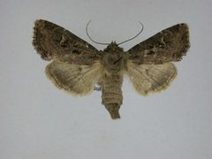 Resapamea passer by J.Gill, Canadian National Collection of Insects, Arachnids and Nematodes. Used under a CC BY-SA 3.0 license.