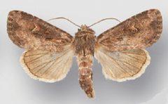 Resapamea passer female by Crabo LG, Davis M, Hammond P, Mustelin T, Shepard J. Used under a CC BY 3.0 license.