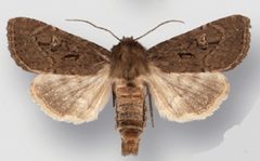 Resapamea passer male by Crabo LG, Davis M, Hammond P, Mustelin T, Shepard J. Used under a CC BY 3.0 license.