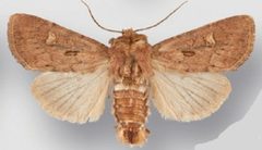 Resapamea passer male1 by Crabo LG, Davis M, Hammond P, Mustelin T, Shepard J. Used under a CC BY 3.0 license.