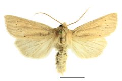 Rhizedra lutosa SLU by Vítězslav Maňák (SLU). Used under a CC BY-SA 4.0 license.