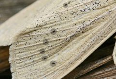 Rhizedra lutosa identification aid by Entomart. Used under a Attribution license.