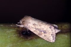 Bellura densa by Willey Durden. Used under a CC BY 3.0 us license.
