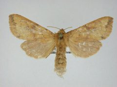 Bellura gortynoides by J.Gill, Canadian National Collection of Insects, Arachnids and Nematodes. Used under a CC BY-SA 3.0 license.