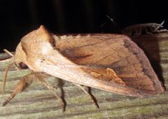Bellura obliqua by Jacy Lucier. Used under a CC BY-SA 4.0 license.