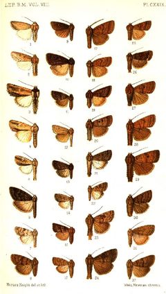 CATALOGUE-BM-PLATE CXXIX by Sir GEORGE F. HAMPSON, Bart.. Used under a Public domain license.