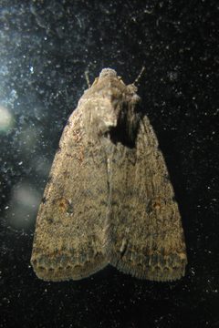 Caradrina clavipalpis dorsal Bytom by Adrian Tync. Used under a CC BY-SA 4.0 license.