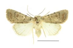 Caradrina montana SLU by Vítězslav Maňák (SLU). Used under a CC BY-SA 4.0 license.