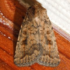 Caradrina morpheus 01 by CBG Photography Group, Centre for Biodiversity Genomics. Used under a CC0 license.