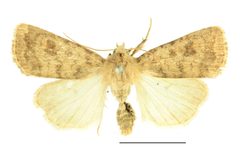 Caradrina morpheus SLU by Vítězslav Maňák (SLU). Used under a CC BY-SA 4.0 license.