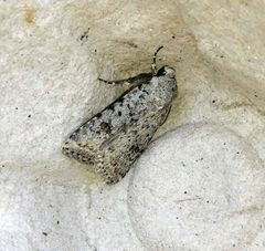 Caradrina multifera 91724962 by Susan Blayney. Used under a CC BY 4.0 license.