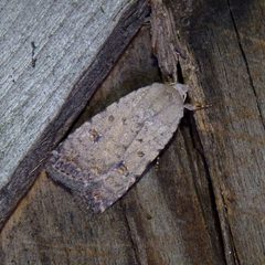 Speckled Rustic Moth by Dendroica cerulea. Used under a CC BY 2.0 license.