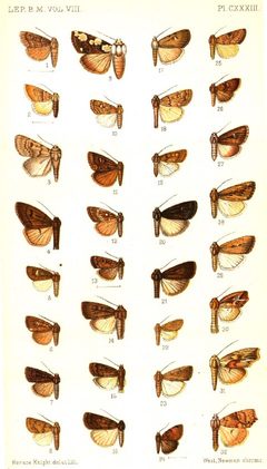 CATALOGUE-BM-PLATE CXXXIII by Sir GEORGE F. HAMPSON, Bart.. Used under a Public domain license.