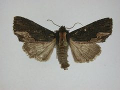 Dypterygia rozmani by J.Gill, Canadian National Collection of Insects, Arachnids and Nematodes. Used under a CC BY-SA 3.0 license.