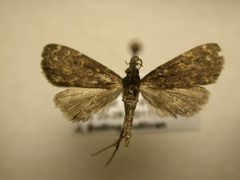 Idia lubricalis1 by James Sullivan, Research Collection of J. B. Sullivan. Used under a Copyrighted free use license.