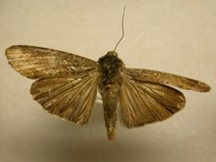 Magusa divaricata by James Sullivan, Research Collection of J. B. Sullivan. Used under a Copyrighted free use license.