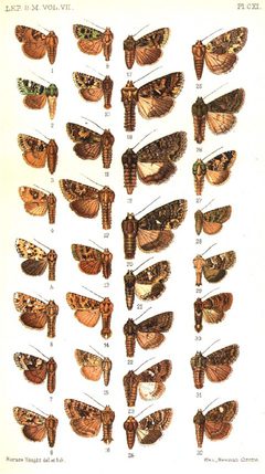 CATALOGUE-BM-PLATE CXI by Sir GEORGE F. HAMPSON, Bart.. Used under a Public domain license.
