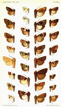 CATALOGUE-BM-PLATE CXL by Sir GEORGE F. HAMPSON, Bart.. Used under a Public domain license.