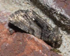 Chytonix palliatricula P1190930a by 
xpda. Used under a CC BY-SA 4.0 license.