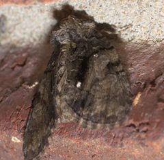 Chytonix palliatricula P1190992b by 
xpda. Used under a CC BY-SA 4.0 license.