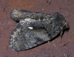 Chytonix palliatricula P1600421a by
xpda. Used under a CC BY-SA 4.0 license.