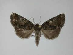 Chytonix sensilis by J.Gill, Canadian National Collection of Insects, Arachnids and Nematodes. Used under a CC BY-SA 3.0 license.