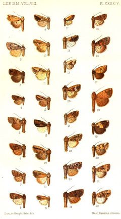 CATALOGUE-BM-PLATE CXXXIV by Sir GEORGE F. HAMPSON, Bart.. Used under a Public domain license.