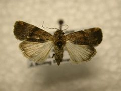 Elaphria agrotina by James Sullivan, Research Collection of J. B. Sullivan. Used under a Public domain license.