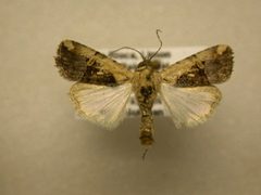 Elaphria agrotina1 by James Sullivan, Research Collection of J. B. Sullivan. Used under a Public domain license.
