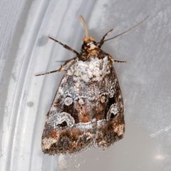 Elaphria alapallida 01 by CBG Photography Group, Centre for Biodiversity Genomics. Used under a CC0 license.