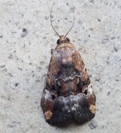 Elaphiria exesa by COLReed. Used under a CC BY-SA 4.0 license.