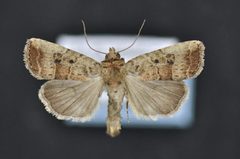 Elaphria fuscimacula by Canadian National Collection of Insects, Arachnids and Nematodes. Used under a CC BY-SA 3.0 license.