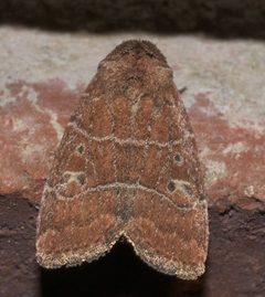 Elaphria grata P1210517a by 
xpda. Used under a CC BY-SA 4.0 license.