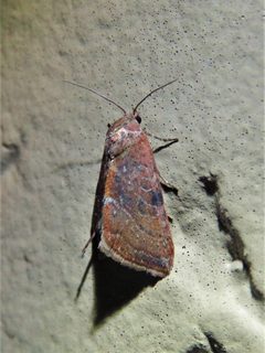 Galgula partita 212408659 by Annika Lindqvist. Used under a CC BY 4.0 license.