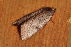 Galgula partita 248424054 by James Duggan. Used under a CC BY-SA 4.0 license.