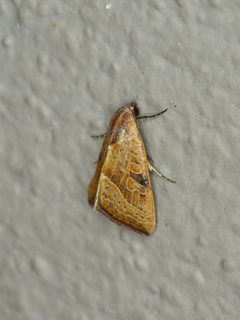 Galgula partita 252510215 by Michelle. Used under a CC BY 4.0 license.