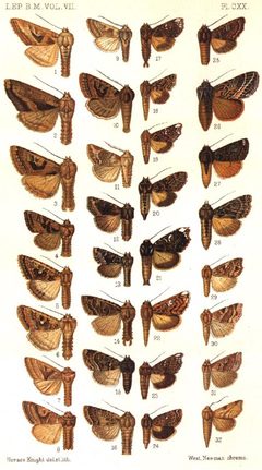 CATALOGUE-BM-PLATE CXX by Sir GEORGE F. HAMPSON, Bart.. Used under a Public domain license.