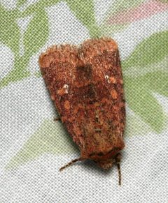 Homorthodes lindseyi by cyanocorax. Used under a CC BY-SA 2.0 license.