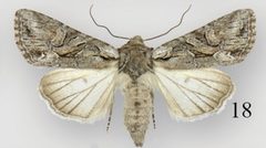 Lacinipolia dimocki female by Schmidt BC. Used under a CC BY 3.0 license.